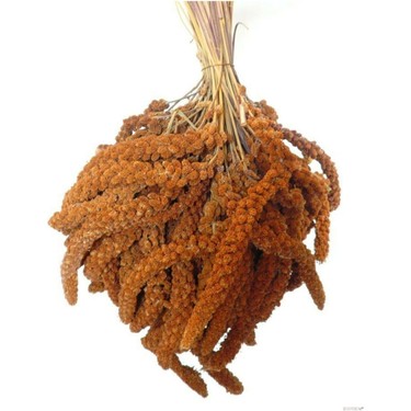 KIZIL DAL DARI KUŞ YEMİ